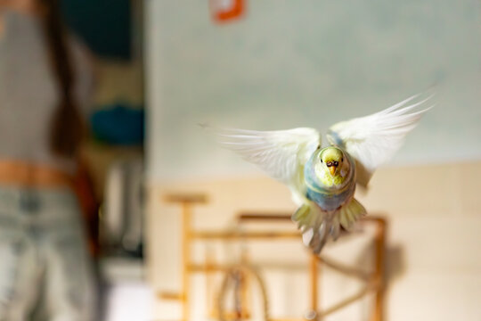 a domestic budgie flies towards