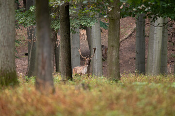 Dama dama and an important period of the year.