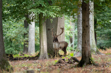 Dama dama and an important period of the year.