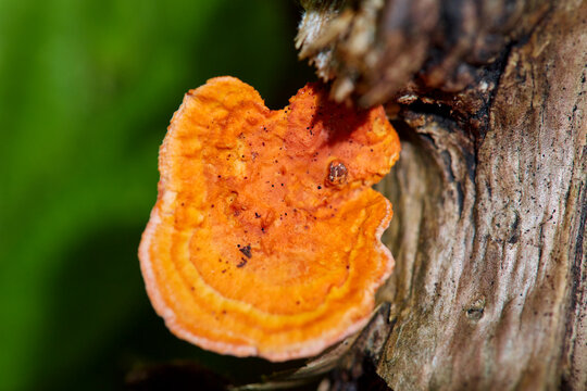 Close-up view of vibrant mushroom growing on dry tree trunk - Powered by Adobe