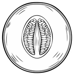Hand drawn vector illustration of a melon cut in half with seeds. Black and white monochrome food icon.