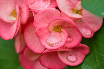Naklejka premium Drops on pink Euphorbia Milii Desmoul or Crown of Thorns flower