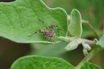 Close-up view of spider on green leaf