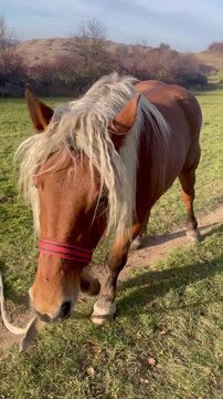 Domestic horse on the hill