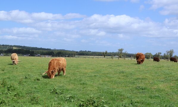 Highland cattle grazing in a grassy field