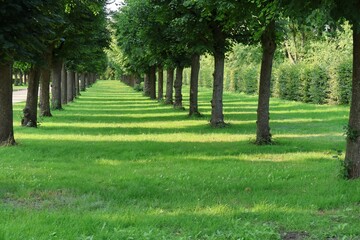 Aligned trees in the park