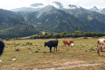 Fototapeta premium Cows grazing in alpine meadow with mountains in background, pastoral pasture scene with rolling hills and rustic landscape, authenticity inclusivity rural livestock.