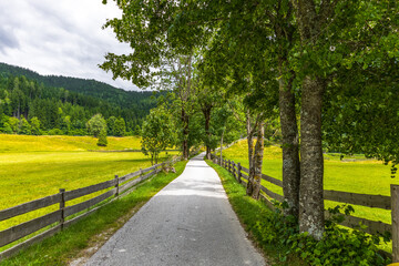 scenic countryside landscape with foot path framed by alley of trees and wooden rustic fence. rural landscape with vibrant green