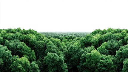 Aerial view of a lush green forest canopy under a bright white sky