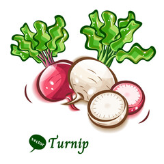 野菜の白かぶと赤かぶのポップアートなイラスト｜ベクター素材