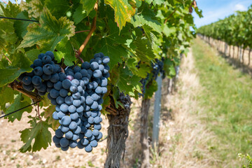 Large bunche of red wine grapes in summer vineyard.