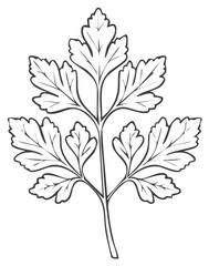 Detailed Parsley Herb Outline Illustration, Culinary Aromatic Leaf Design Element, Kitchen Cooking Ingredient Artwork, Vector Decoration