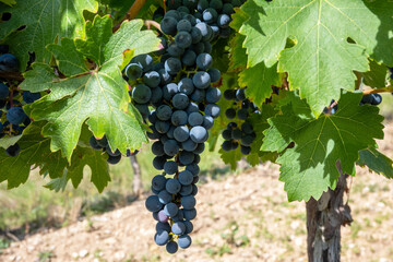 Large bunche of red wine grapes in summer vineyard.