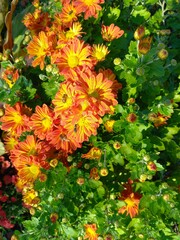 yellow flowers background