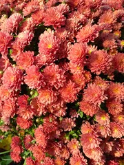 red chrysanthemum flowers