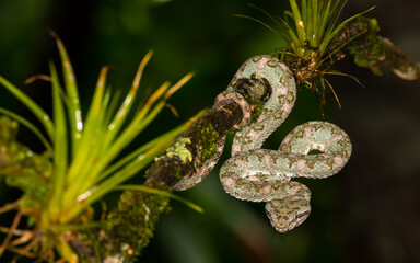 weibliche Greifschwanz-Lanzenotter  (Bocaraca Comun)