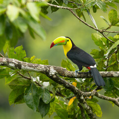 Fischertukan oder Regenbogentukan (Ramphastos sulfuratus) im Regenwald von Costa Rica © SBOR Naturfotografie