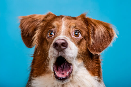 Ein Hund schaut erstaunt und rei&szlig;t seine Augen auf