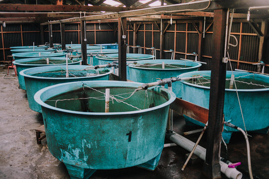 Fish Hatchery Pond with Worker Monitoring Aquaculture Tanks