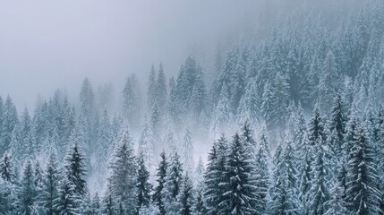 Dense evergreen forest covered in snow with soft fog and muted blue tones winter trees
