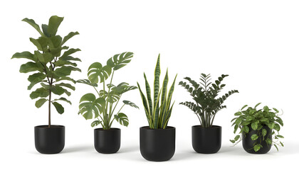 Fototapeta premium green plant in a pot