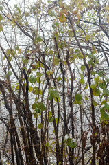 Fototapeta premium Bare trees with traces of the first light snow in November and a sky that is winter white