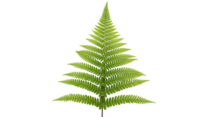 Isolated, vibrant green fern frond against a black background, showcasing intricate detail