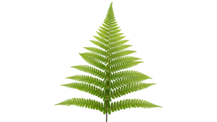 Isolated, vibrant green fern frond against a black background, showcasing intricate detail