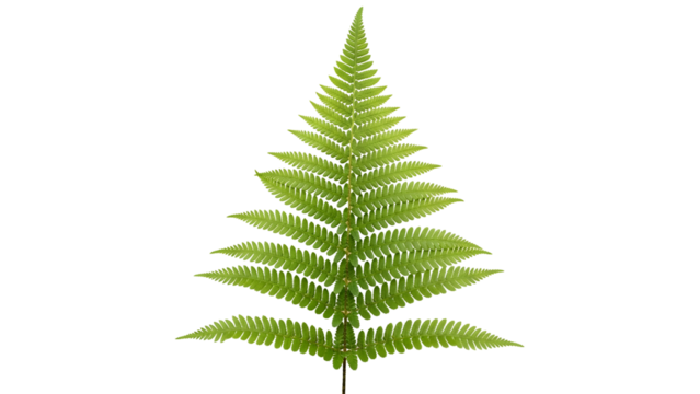 Isolated, vibrant green fern frond against a black background, showcasing intricate detail