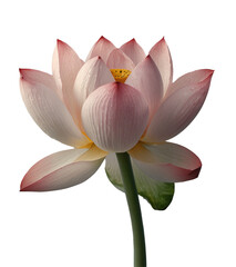 Soft Pink Lotus Flower. Generative Ai