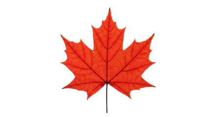 Vibrant Red Orange Maple Leaf Isolated on Black Background with Detailed Veins, Capturing Autumn Beauty