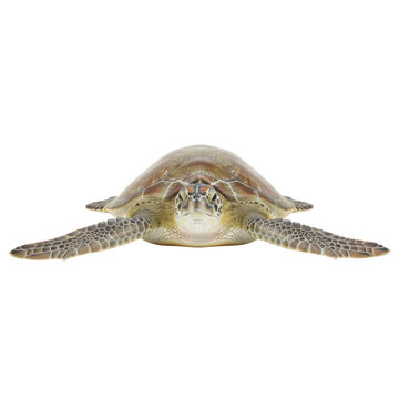 A captivating studio shot of a sea turtle gracefully swimming against a stark black background