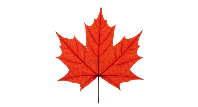 Vibrant Red Orange Maple Leaf Isolated on Black Background with Detailed Veins, Capturing Autumn Beauty