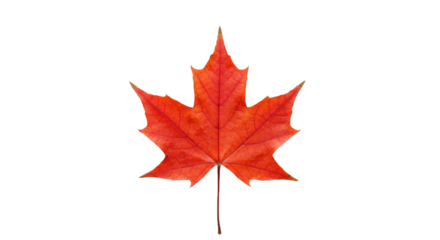 Vibrant Red Maple Leaf Isolated on Black Background for Autumn Season Concept