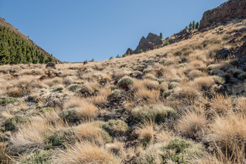 Vast golden grassland on Tenerife, dotted with rocky formations and framed by a distant mountain range