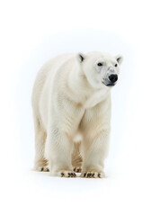 Majestic Polar Bear Portrait
Arctic King