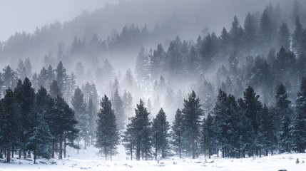 Snow falling on dark pine trees in a misty winter forest landscape image