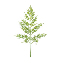 A Detailed Close-Up Image of a Fresh Green Dill Plant Sprig on a Black Background