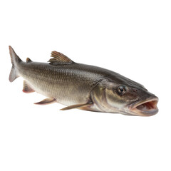 Obraz premium A meticulously detailed studio photograph of a fresh, uncooked fish against a stark black background
