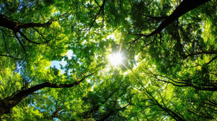 Fototapeta premium Sunlight breaking through the lush green forest canopy, peaceful wilderness landscape
