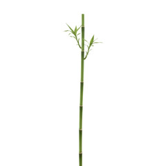 A single tall green bamboo stalk with delicate leaves reaching upwards against a stark black