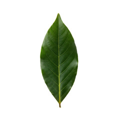 Obraz premium A single vibrant green leaf with a black background a natural wonder