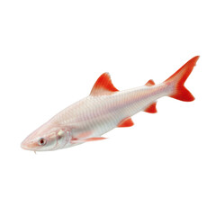 Obraz premium A striking albino sharkfin barb fish with vibrant red fins swims in isolation against a black