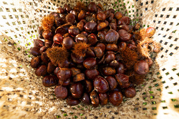 Fresh Chestnuts and Spiky Husks in Autumn Harvest