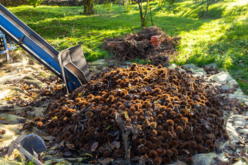 Fresh Chestnuts and Spiky Husks in Autumn Harvest