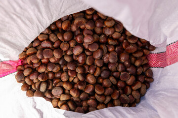 Fresh Chestnuts and Spiky Husks in Autumn Harvest