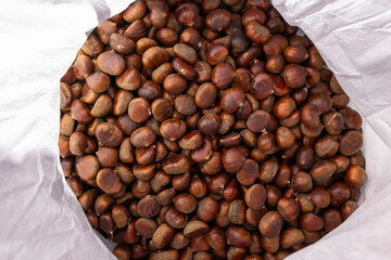 Fresh Chestnuts and Spiky Husks in Autumn Harvest