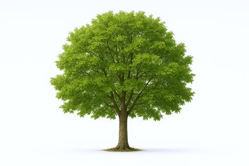 Lush Green Tree Isolated on White Background for Design Elements and Landscaping Projects