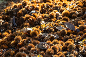 Fresh Chestnuts and Spiky Husks in Autumn Harvest