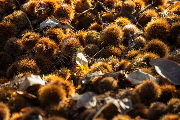 Fresh Chestnuts and Spiky Husks in Autumn Harvest